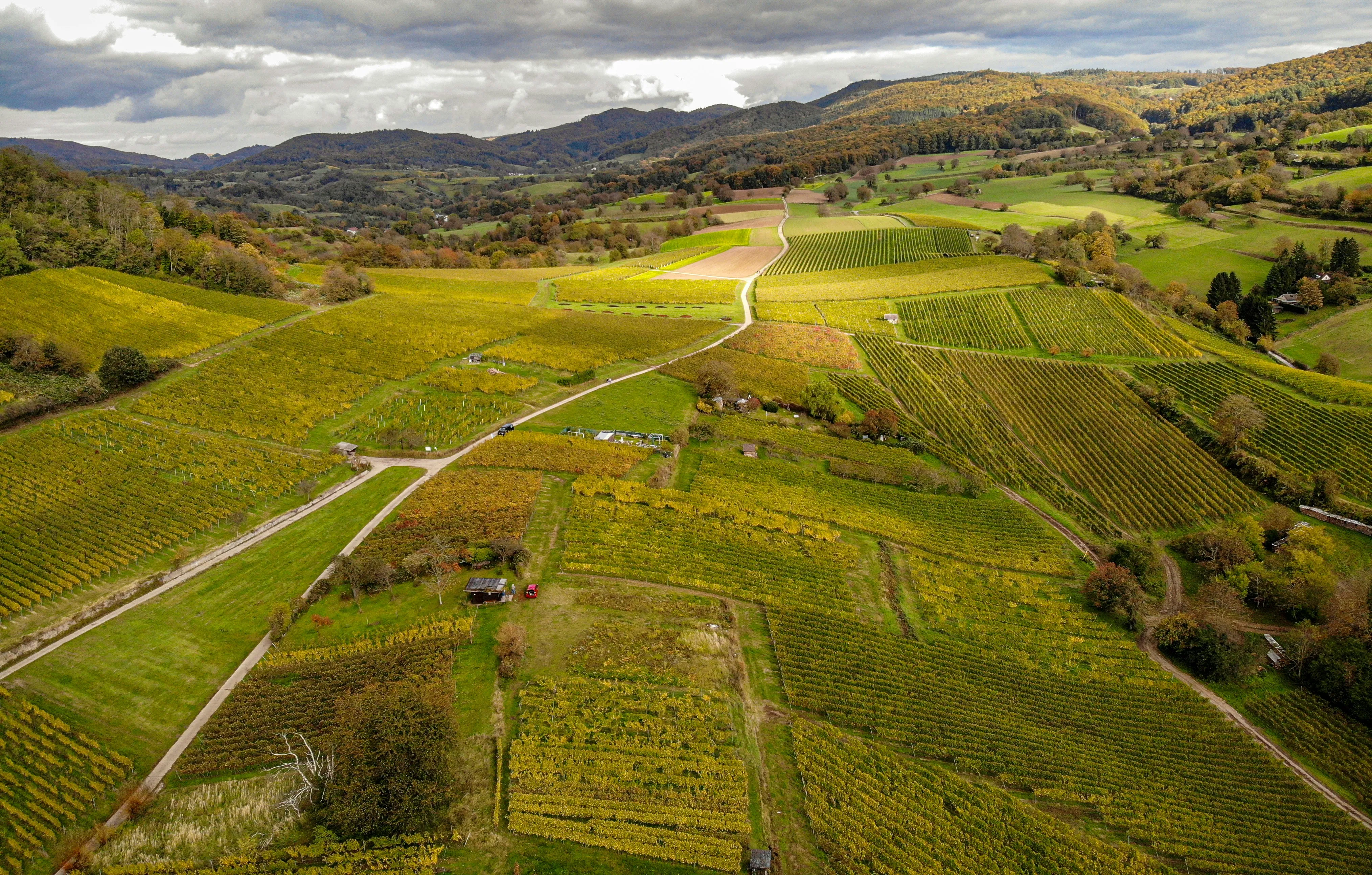Aerial view of rolling farmland with rows of vines and scattered trees