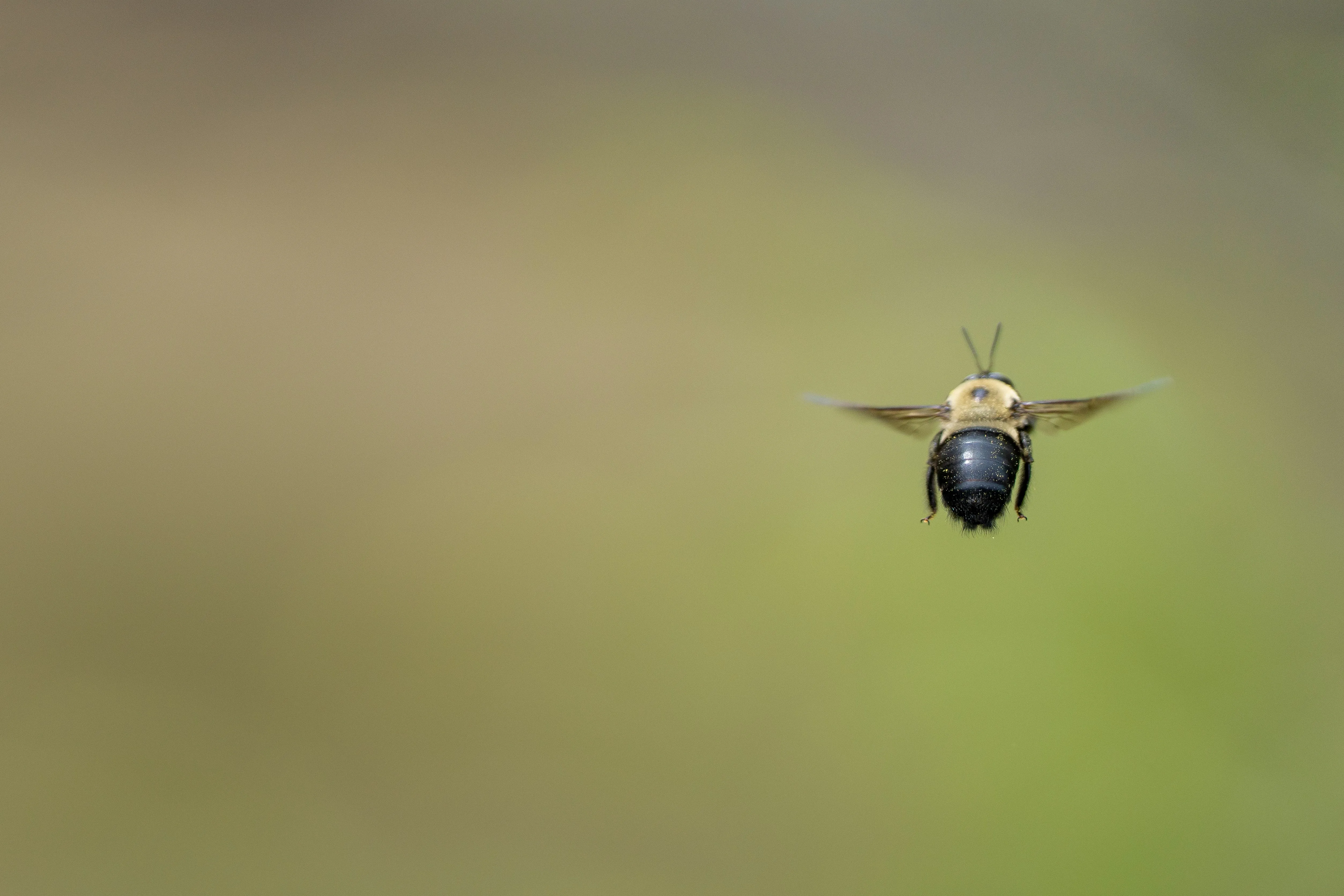 A large bee in flight with wings fully spread