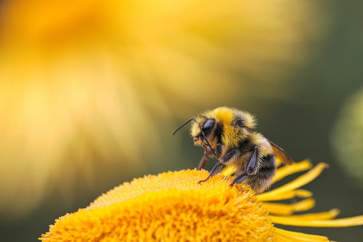 Macro close-up of a bee covered in pollen on a bright yellow flower