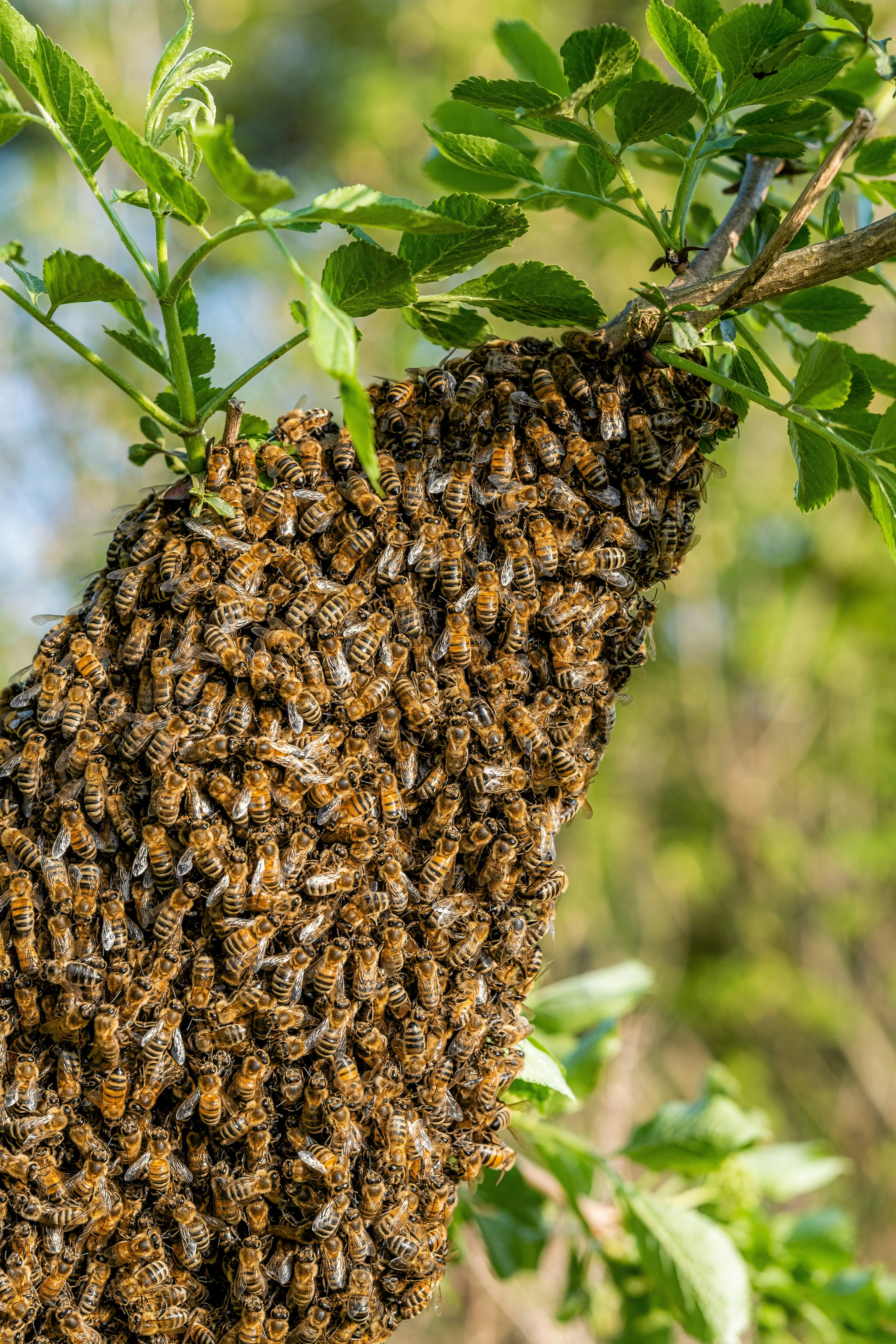 A swarm of honeybees clustered on a tree branch