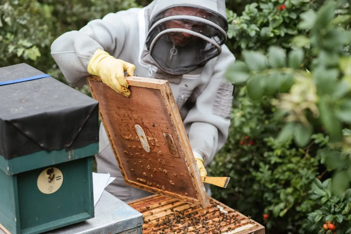Beekeeper inspecting a hive frame
