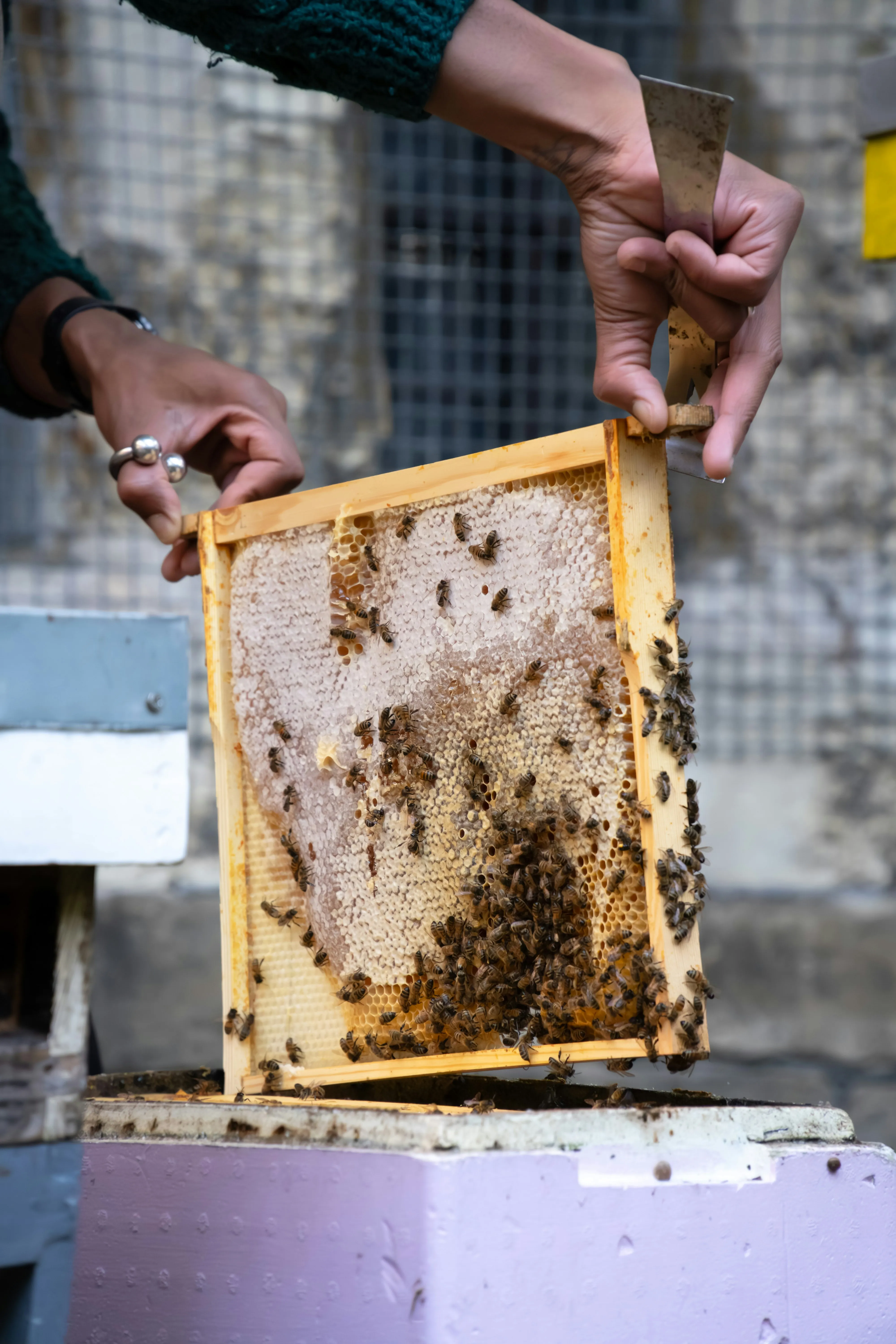 Close-up of hands holding a beehive frame during an inspection