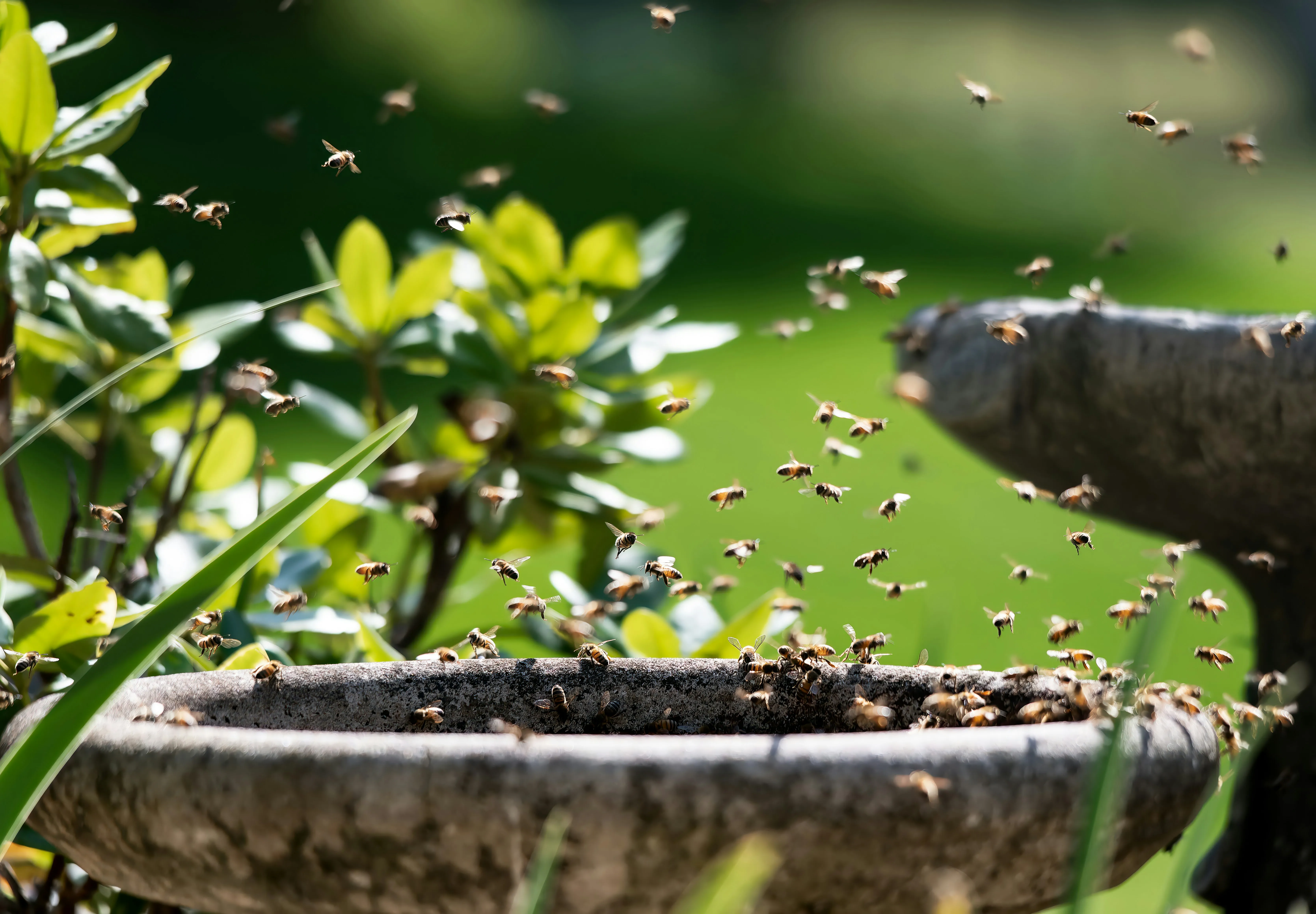 Honeybees swarming around a backyard bird bath to drink water