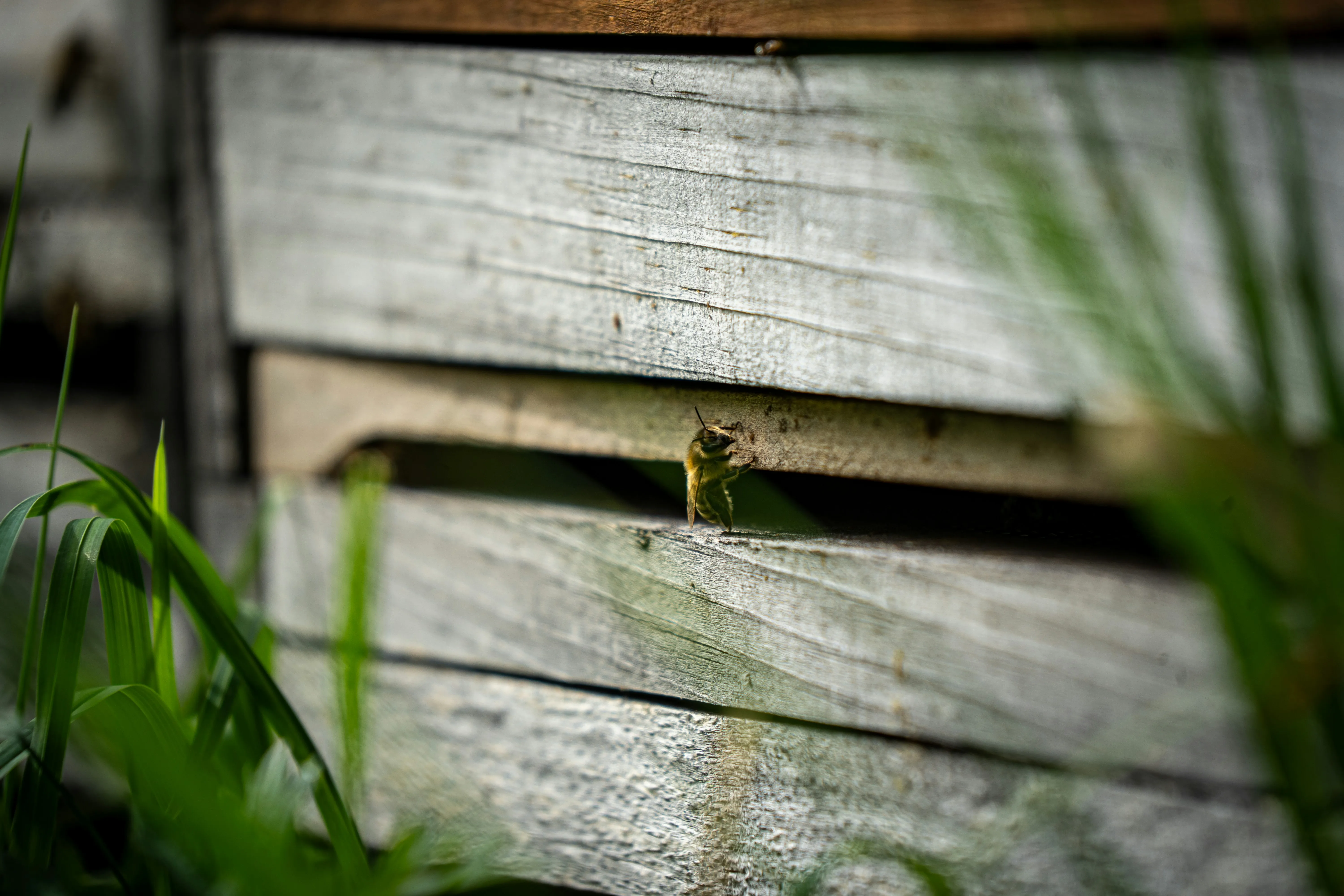 Honeybees flying in and out of a wooden beehive entrance in warm sunlight