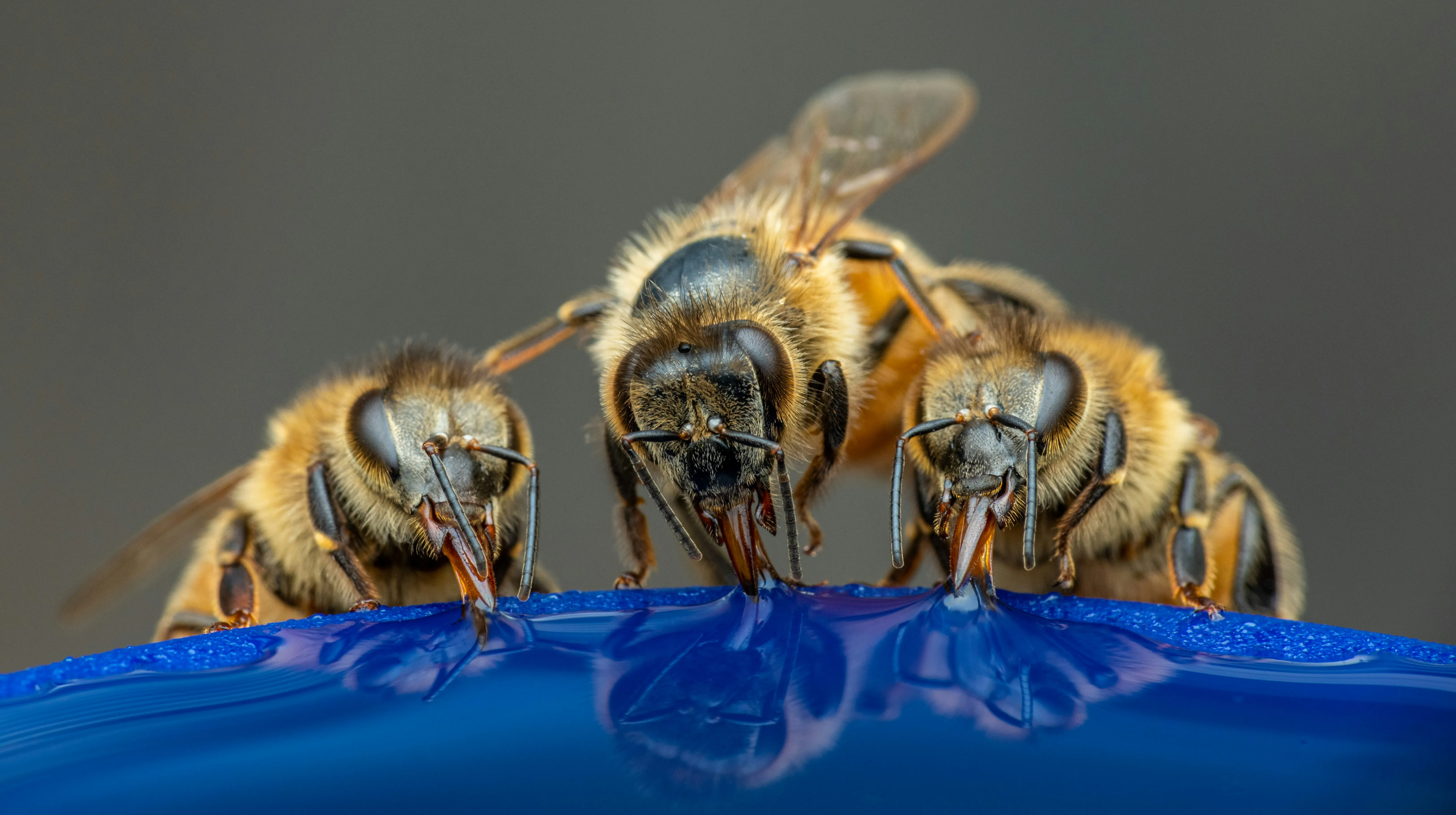 Honeybees drinking water from a blue bowl