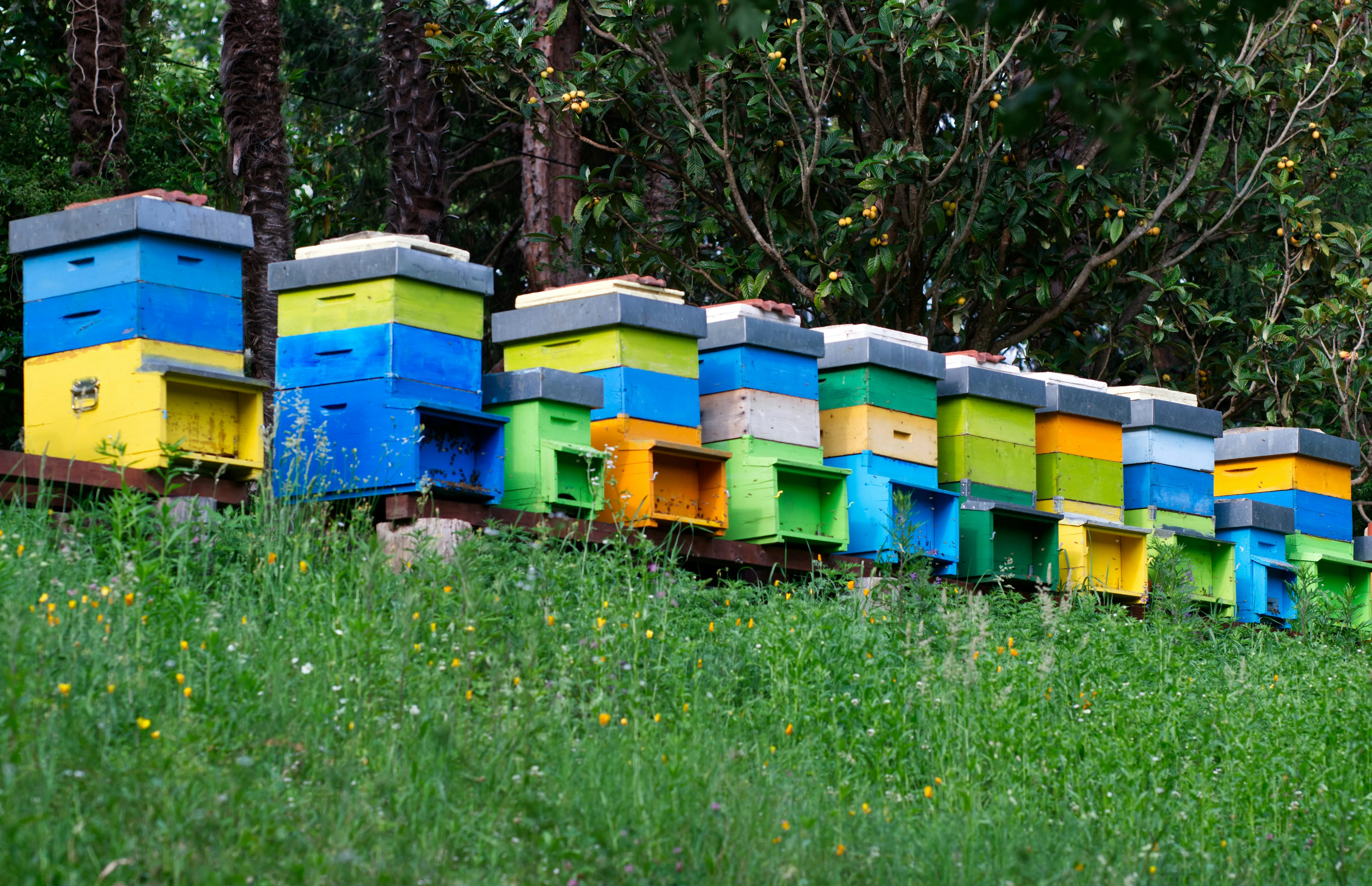 A row of colorful beehives in a lush green field