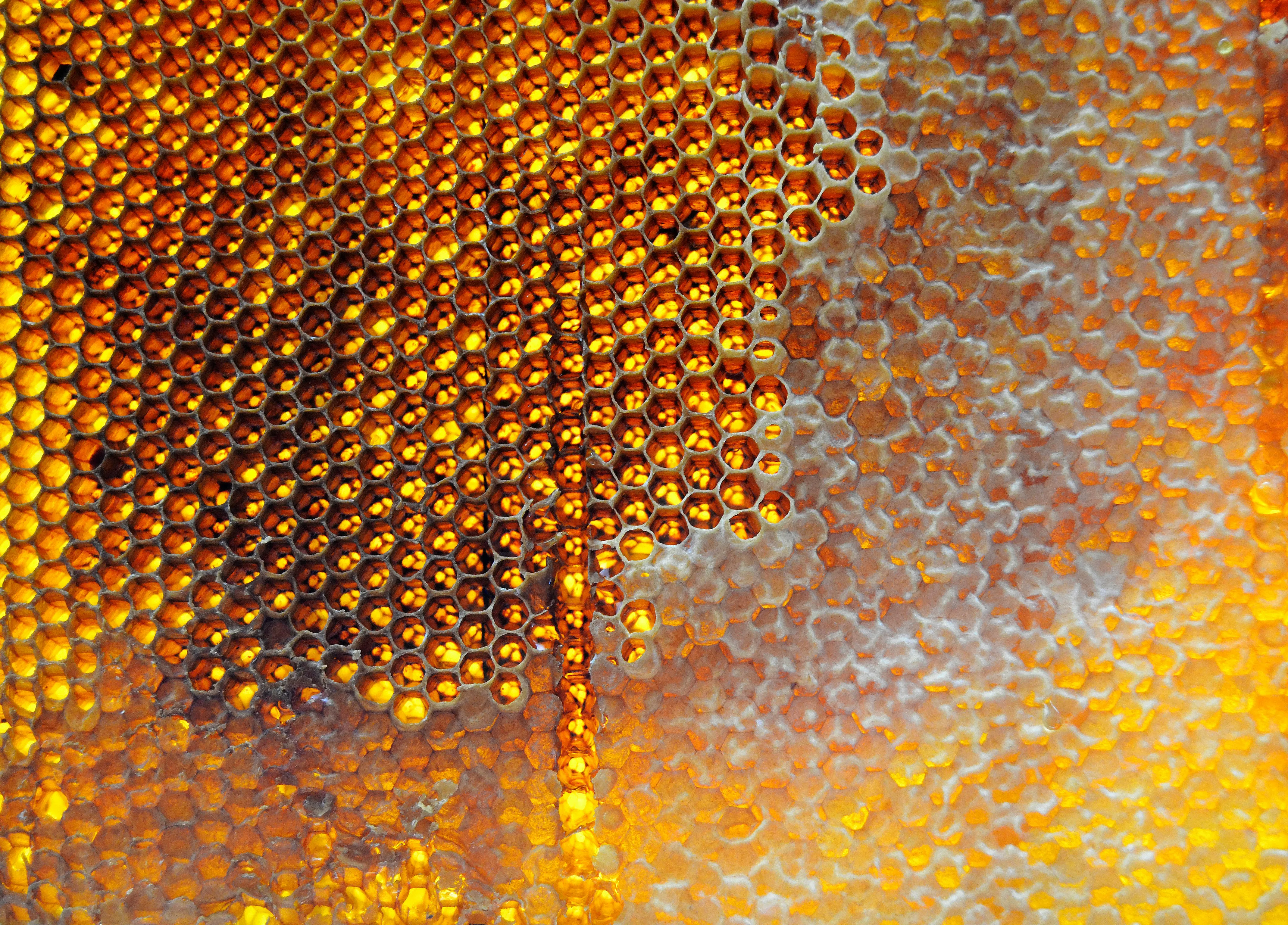 Golden honey dripping from a honeycomb