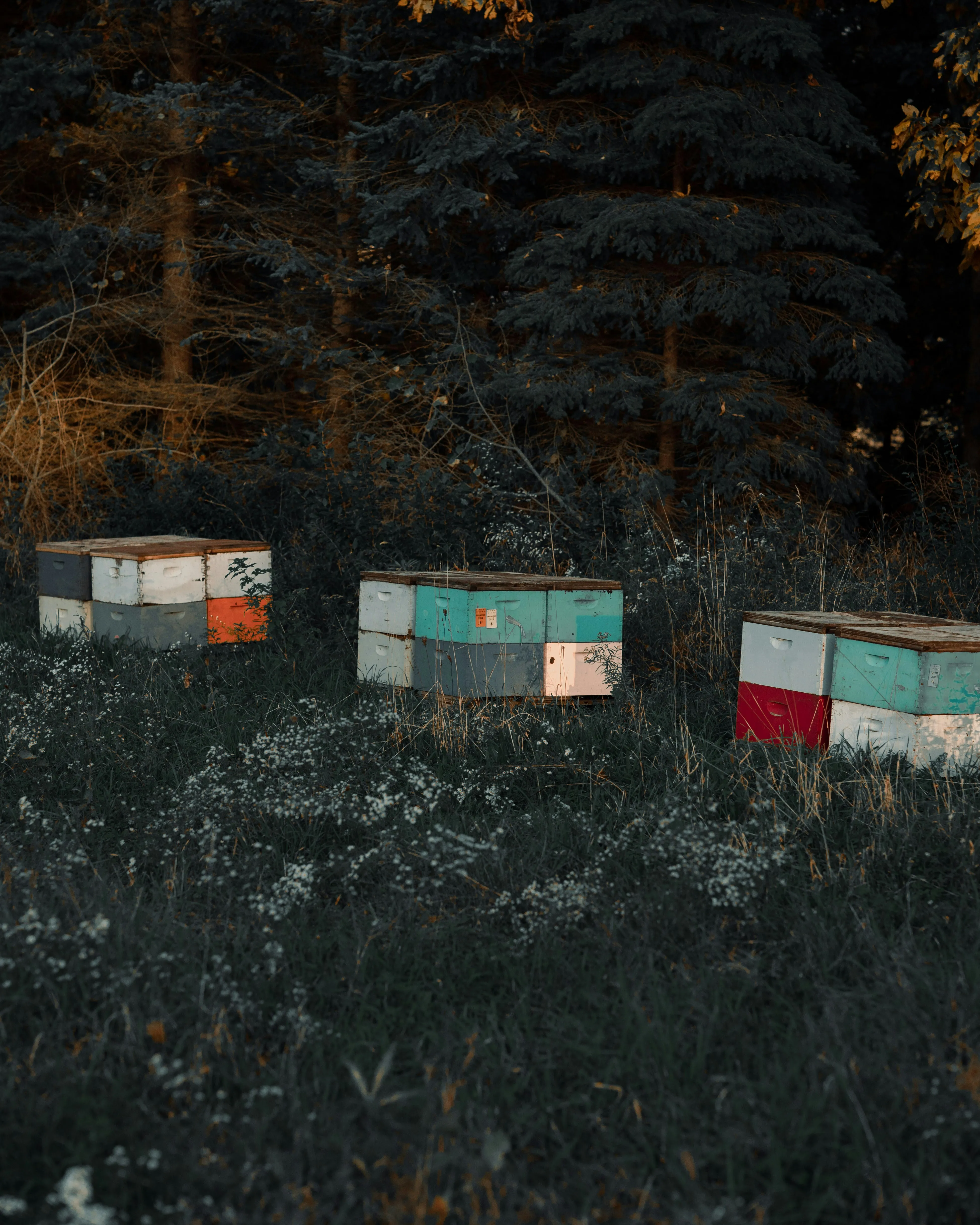 Three beehives in a field with trees in the background