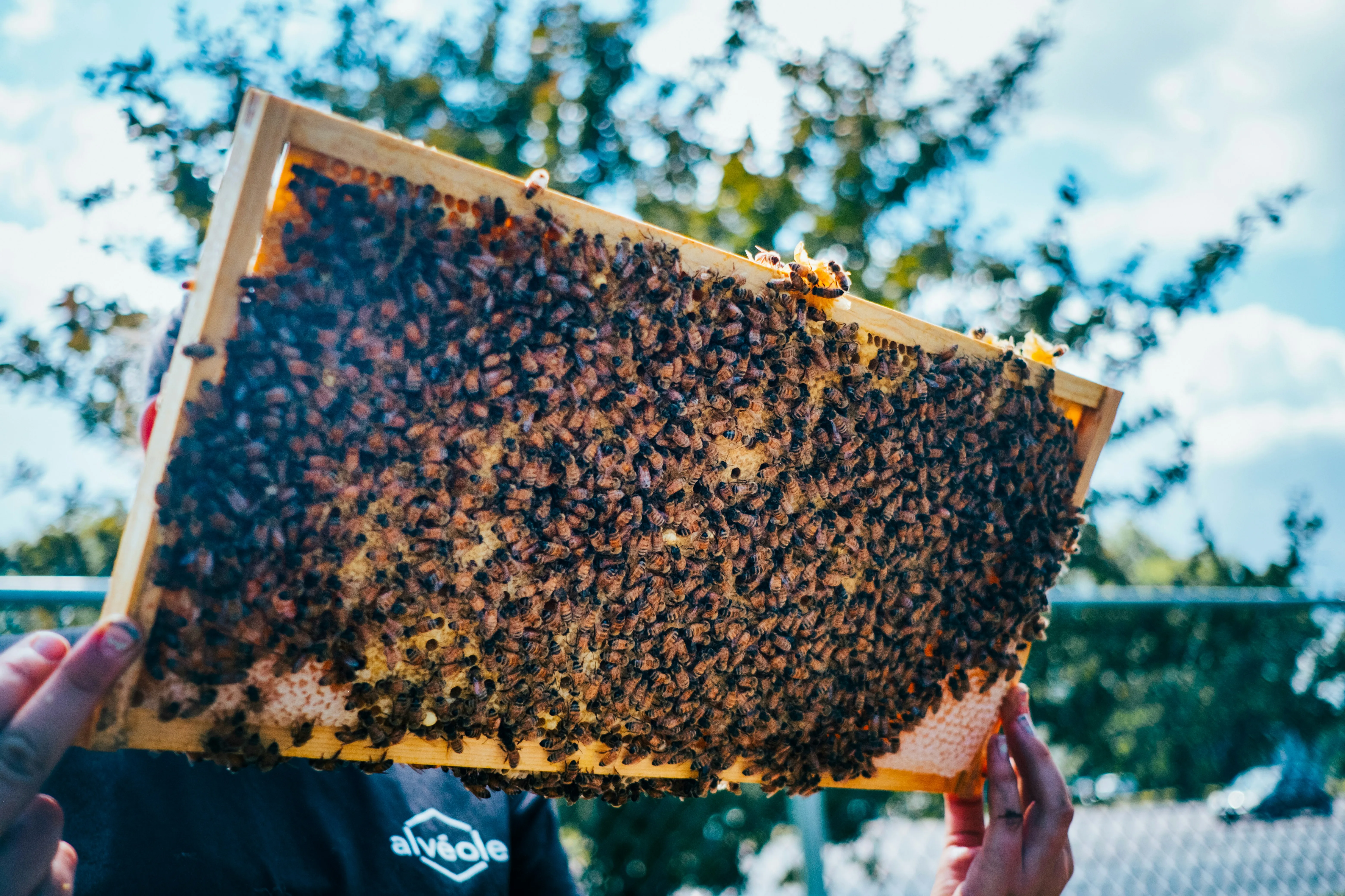 Beekeeper holding up a frame covered in bees during a hive inspection