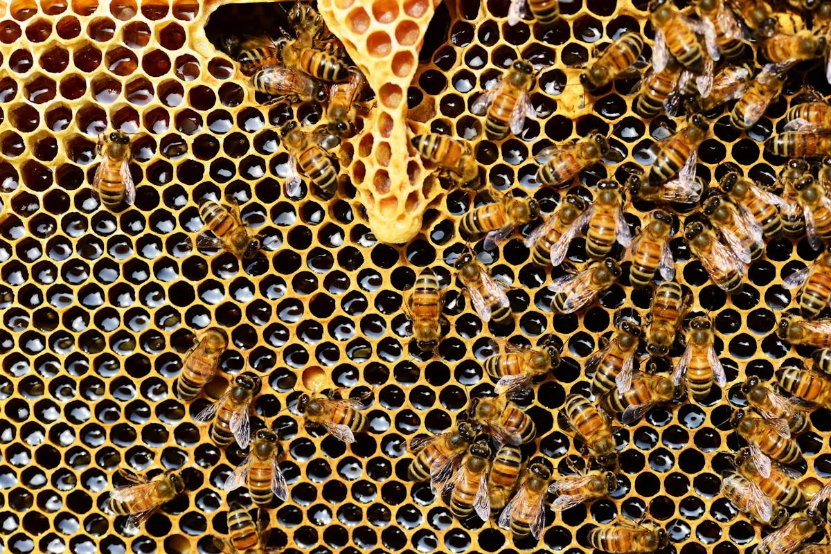 Natural honeycomb built by bees, showing organic curves and varied cell sizes