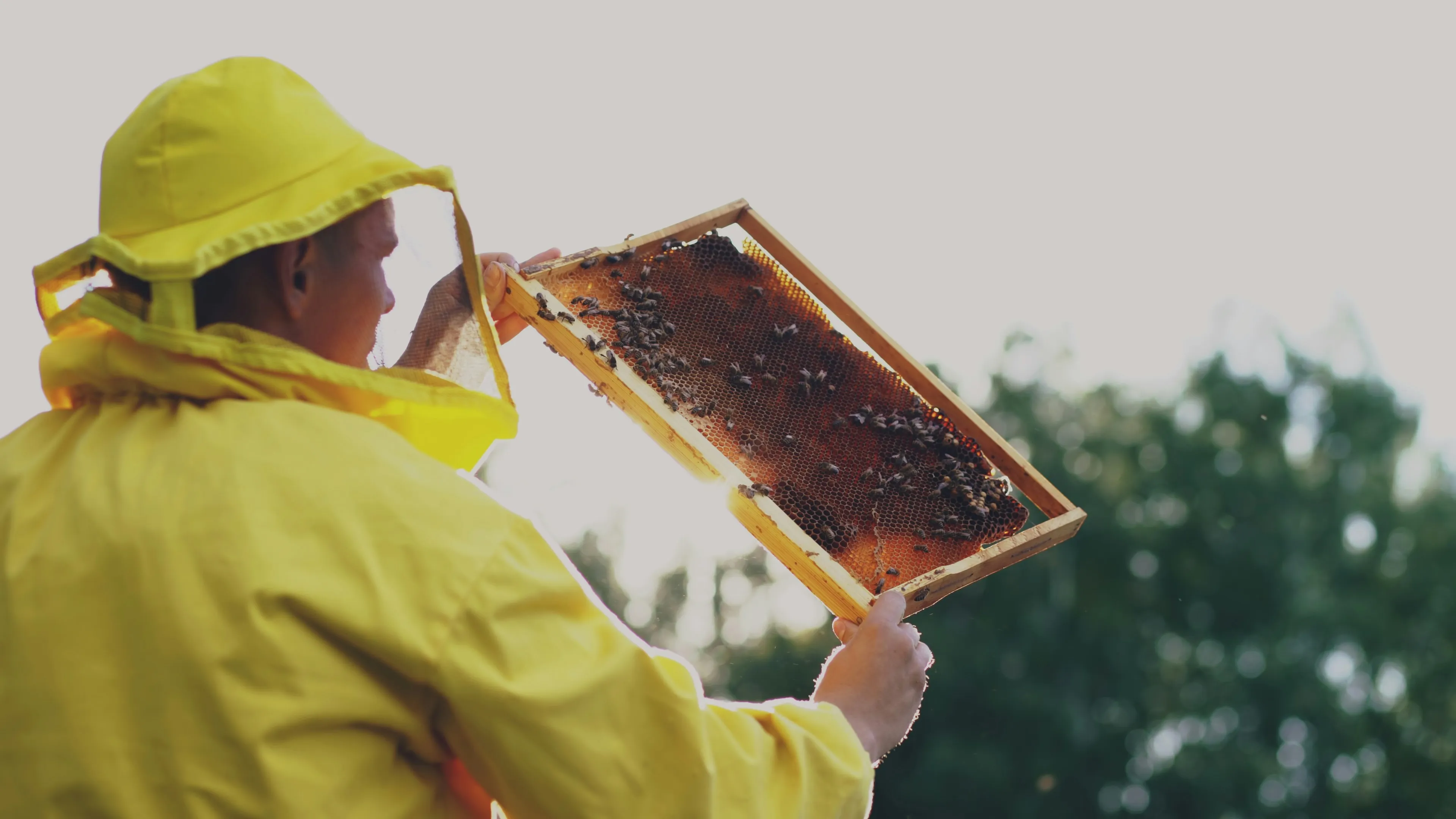 Beekeeper in a yellow suit holding a honeycomb frame from the hive