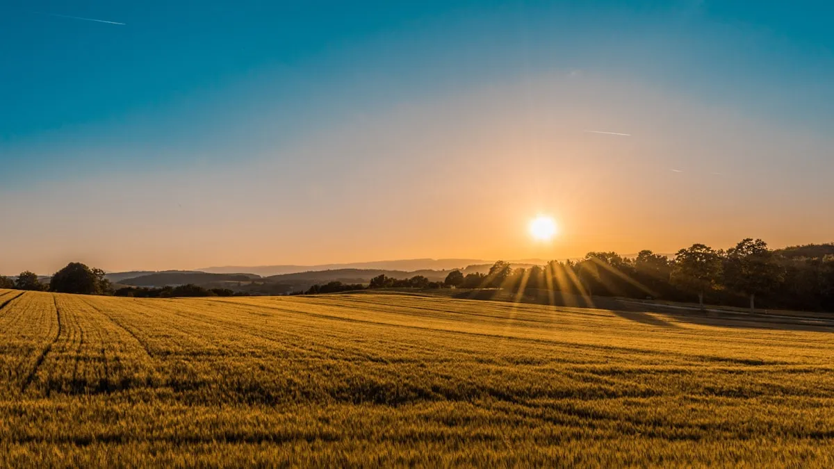 Sunrise over a golden meadow with trees on the horizon