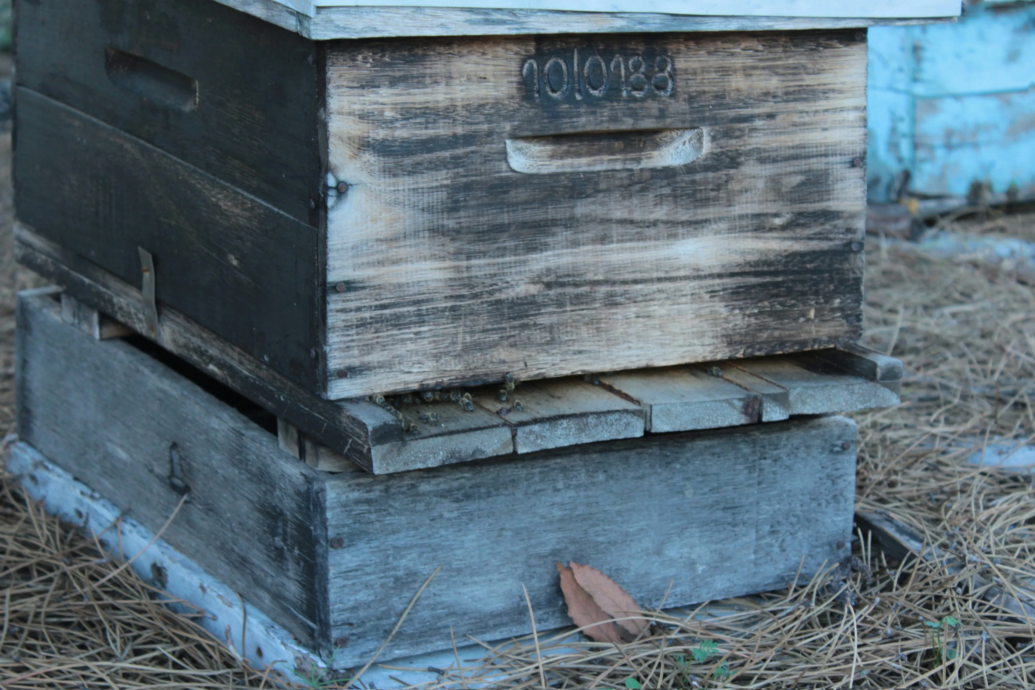 Close-up of a beehive showing propolis deposits on the wooden surface