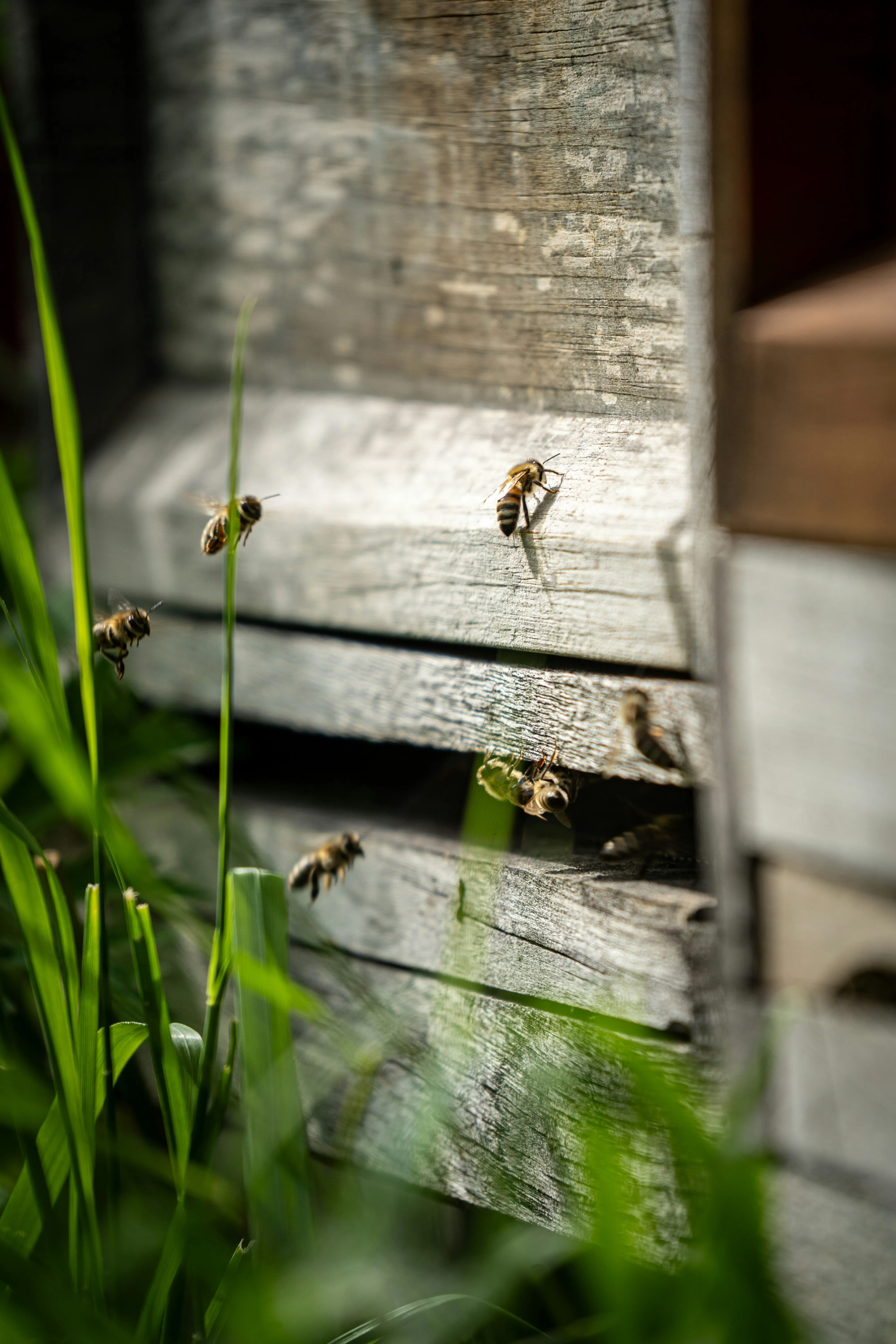 Honeybees swarming the entrance of a weathered wooden hive