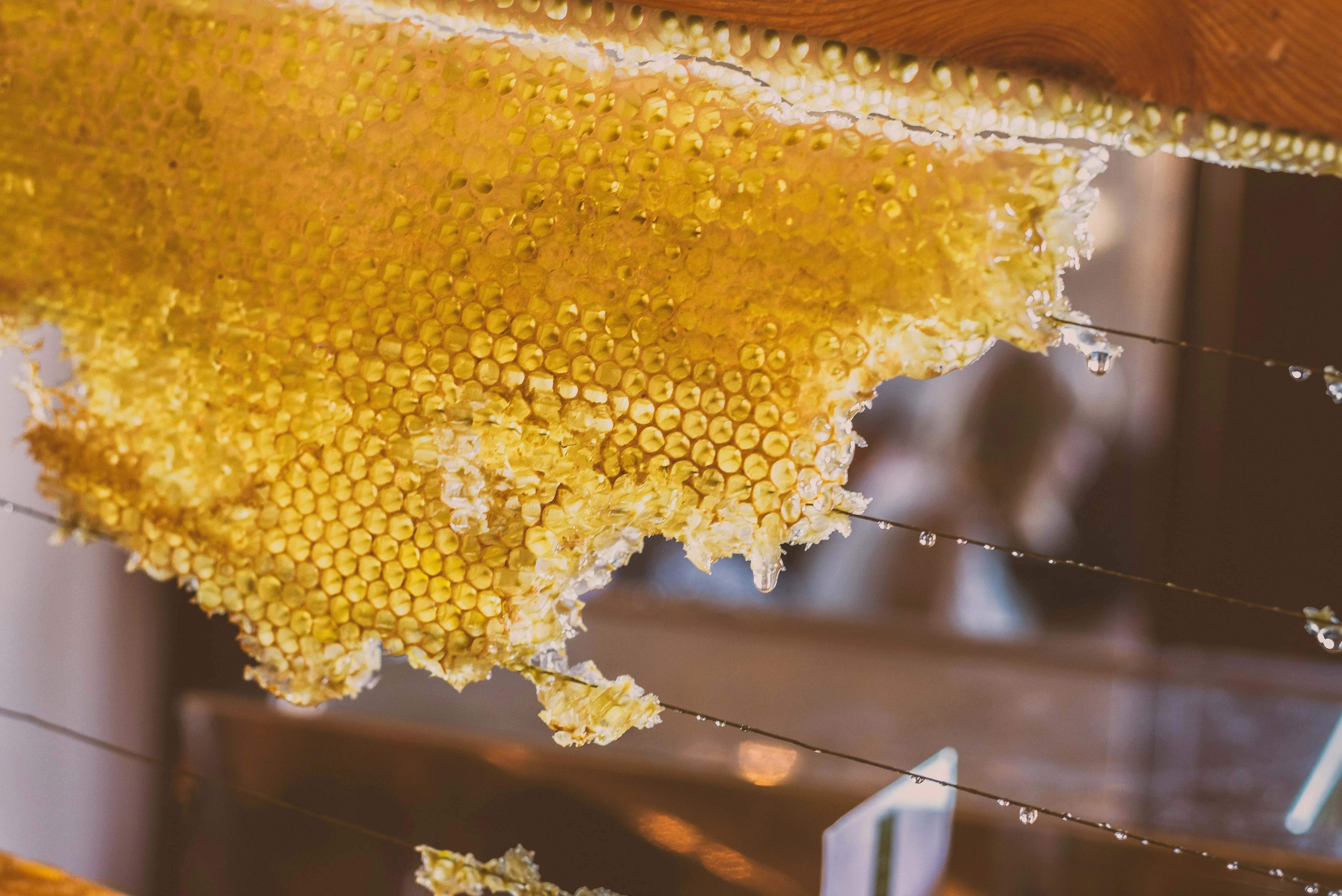 Close-up of fresh honeycomb glistening with dew