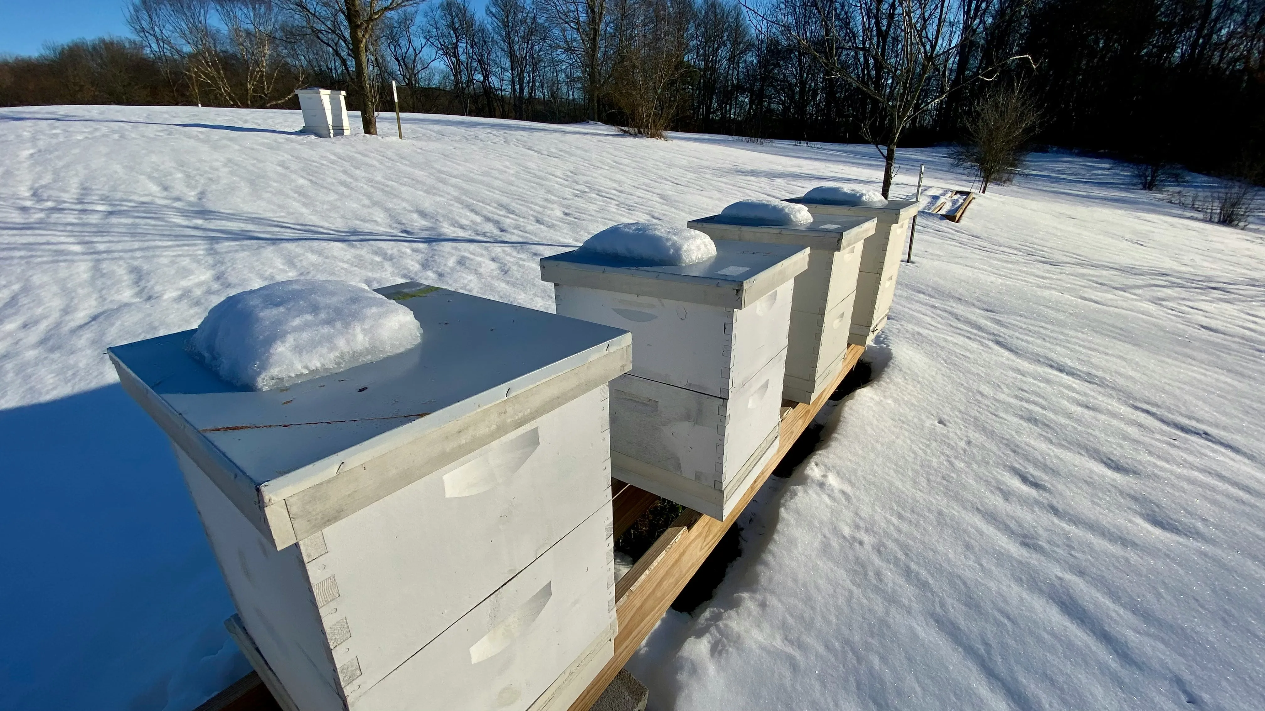 Langstroth hives on a wooden stand after a winter snowfall in Loudoun County